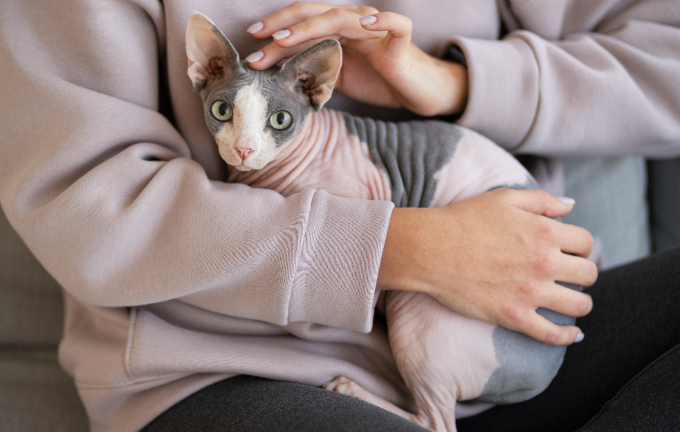 Od 1. januara u Holandiji će biti zabranjeno držanje mačaka bez dlaka