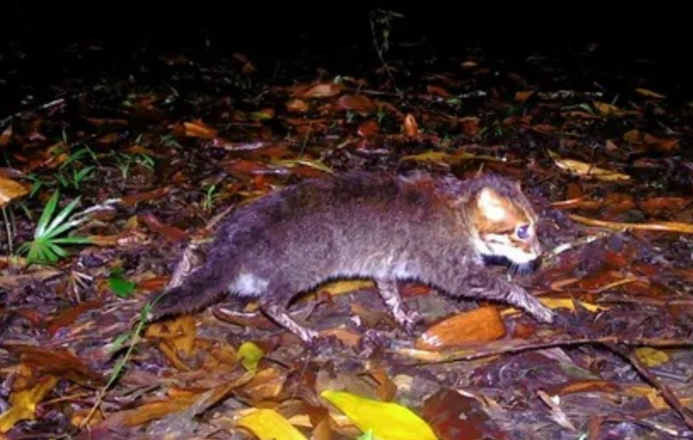 Ugrožena vrsta divlje mačke primećena na Tajlandu prvi put posle 30 godina