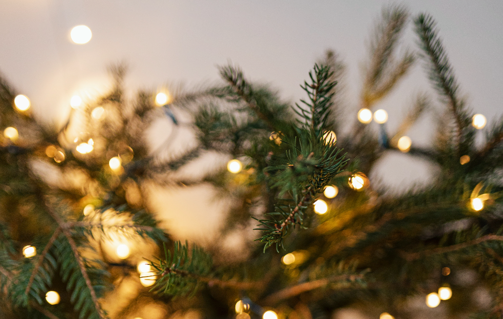 Nemačka i Danska najveći proizvođači jelki u Evropi