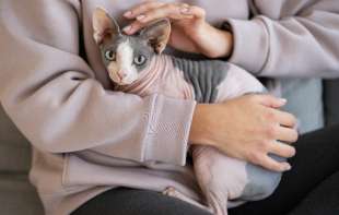 Od 1. januara u Holandiji će biti zabranjeno držanje mačaka bez dlaka