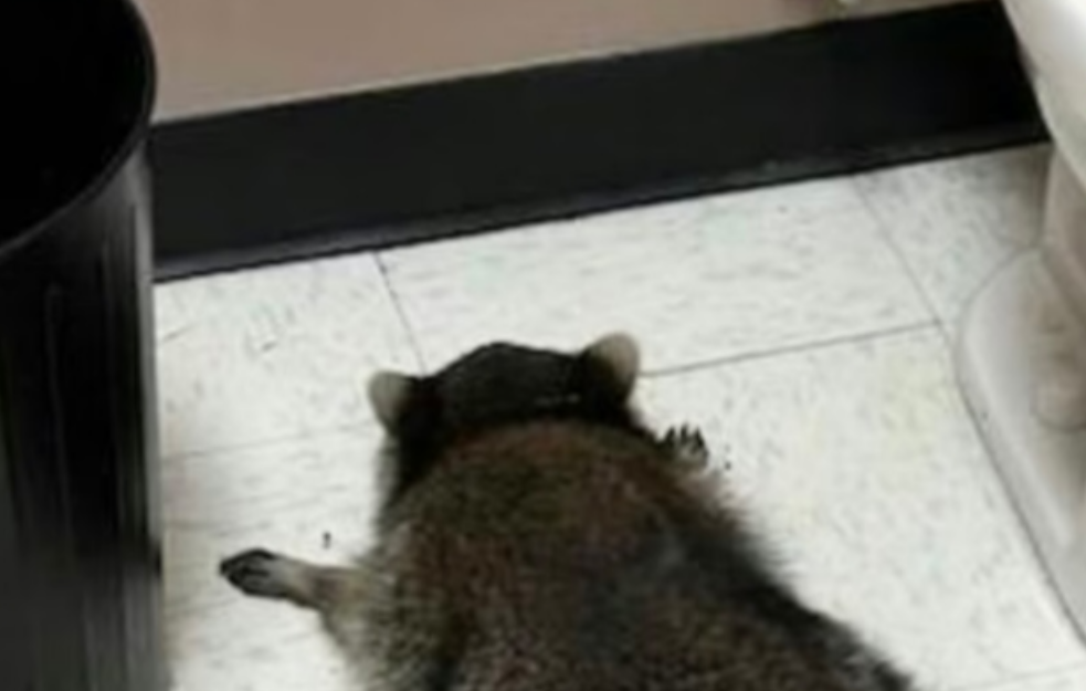 Pijani rakun pronađen onesvešćen u prodavnici alkoholnih pića u Virdžiniji