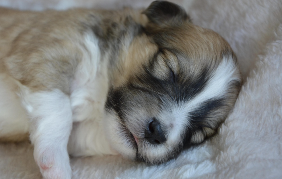  Kako psa najlakše naučiti da spava u drugoj sobi?