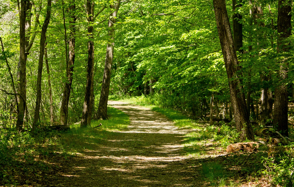 Ko seče šumu Stepinog luga da bi zidao tri kuće