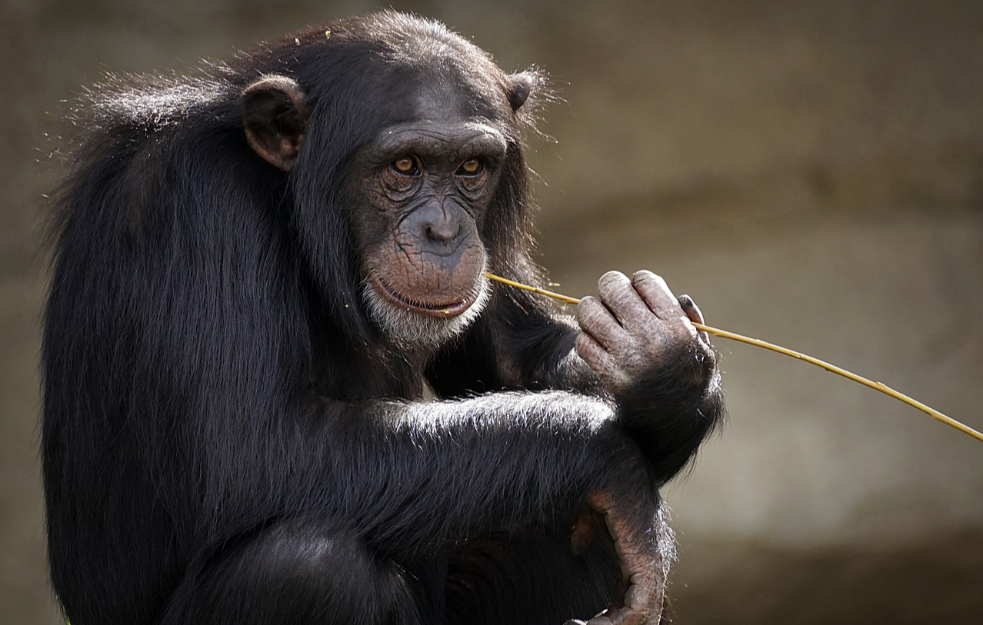 Šimpanza koja je znala da broji i crta preminula u 49. godini, iza sebe ostavila sina