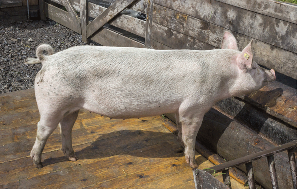 U Somboru povučeno 400 kilograma nebezbednog mesa iz prometa