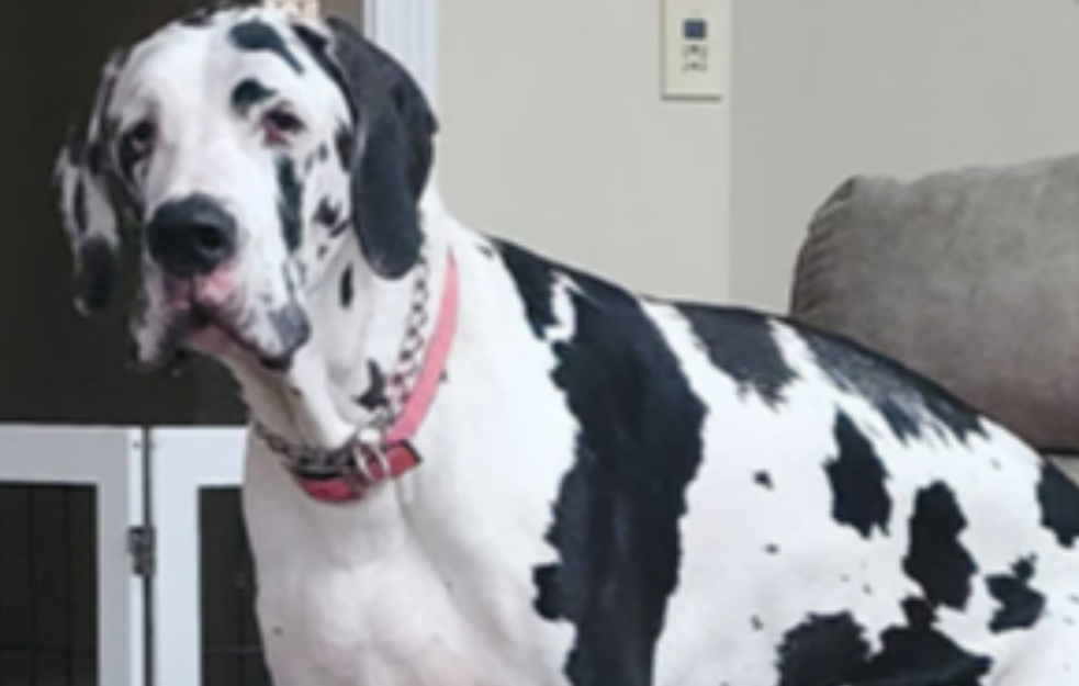 Mini je najviša ženka psa na svetu - potvrđeno Ginisovim rekordom (FOTO)