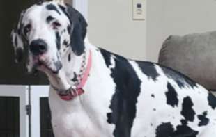 Mini je najviša ženka psa na svetu - potvrđeno Ginisovim rekordom (FOTO)