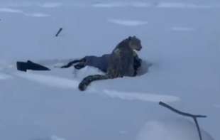 Redak predator u akciji: Snežni leopard napao turistkinju na skijalištu (VIDEO)